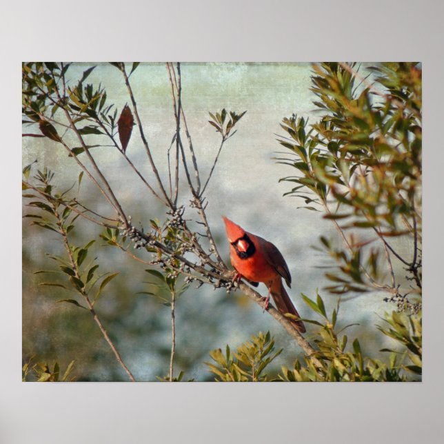 Affiches Cardinal de Wax Myrtle (Devant)