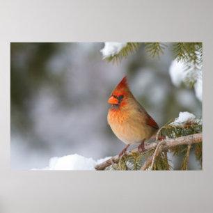Affiches Cardinal du Nord femelle dans un épinette en hiver