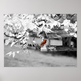 Affiches Cardinal Infrared