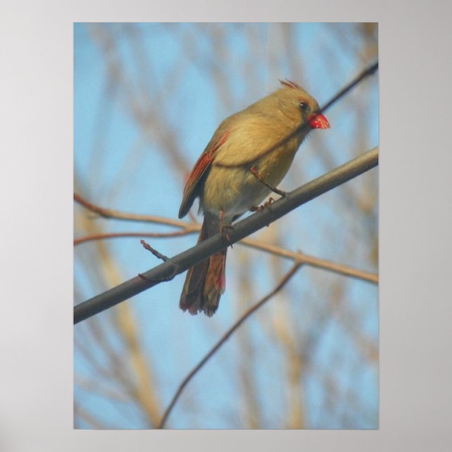 Affiches Cardinal/Oiseau féminin (Devant)