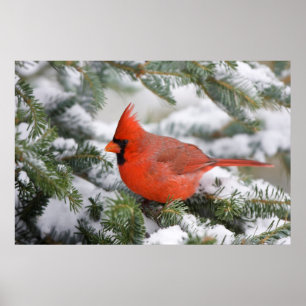 Affiches Cardinal rouge dans un sapin baumier en hiver