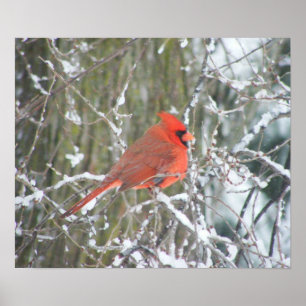 Affiches Cardinal rouge en hiver