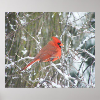 Affiches Cardinal rouge en hiver