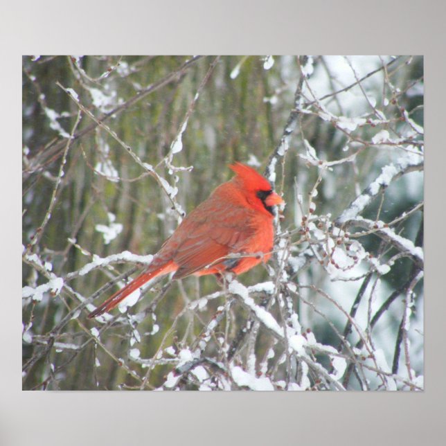 Affiches Cardinal rouge en hiver (Devant)