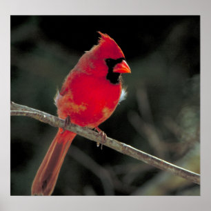 Affiches Cardinal rouge perché sur une branche d'arbre