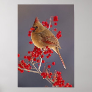 Affiches Cardinalis nordique femelle parmi les aubépines