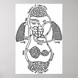 Affiches Cardiovascular Medical Diagram