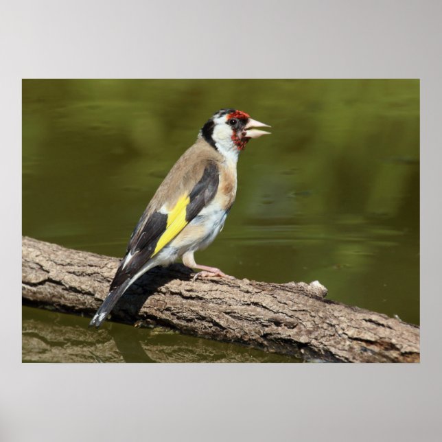 Affiches Carduelis carduelis (Devant)