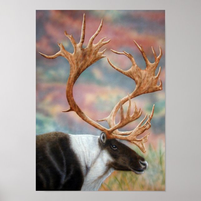 Affiches Caribou (Devant)