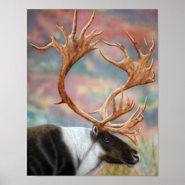 Affiches Caribou (Devant)