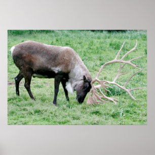 Affiches Caribou avec de grands andouillers