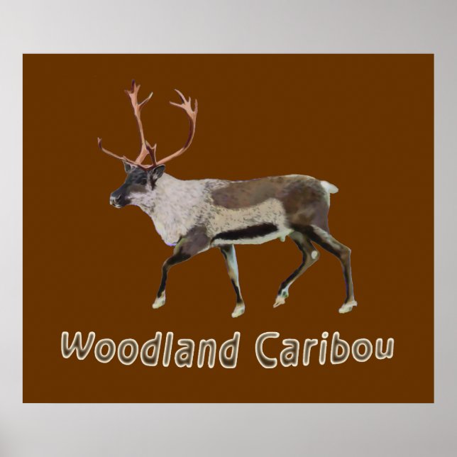 Affiches Caribou des bois (Devant)