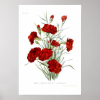 Carnation