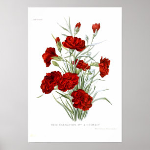 Affiches Carnation