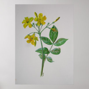 Affiches Carolina Jasmine Botanique Art