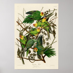 Affiches Carolina Parrot John Audubon Oiseaux américains