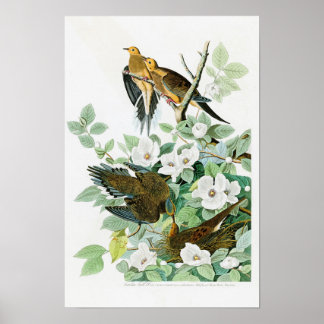 Affiches Carolina Turtle Dove John Audubon Birds of America
