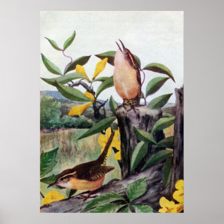 Affiches Carolina Wrens et Jessamine jaune