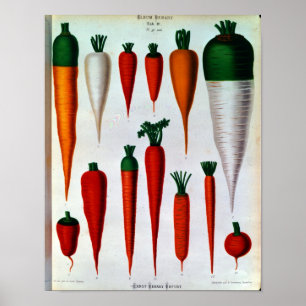 Affiches Carottes