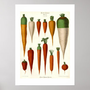Affiches Carottes