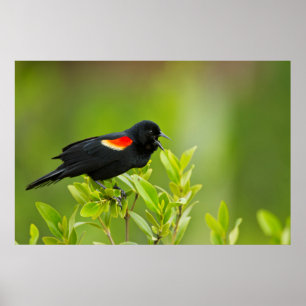 Affiches Carouge à épaulettes (Agelaius Phoeniceus)