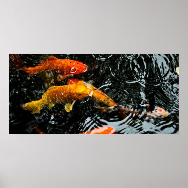 Affiches Carpe Koï Colorée | Chengdu (Devant)