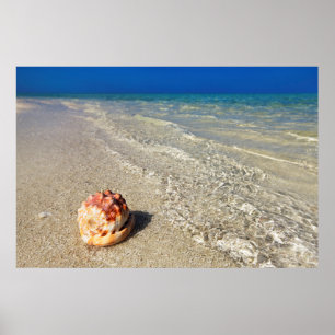 Affiches Casque Shell dans Lagoon  tropical Cassis Rufa