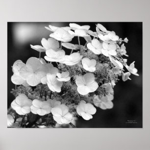 Affiches Casquette Dentelle Hydrangea Noir Et Blanc