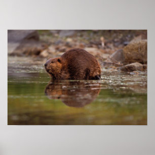 Affiches castor, Castor canadensis, fait quelques brasses d