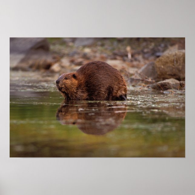 Affiches castor, Castor canadensis, fait quelques brasses d (Devant)