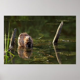 Affiches Castor souriant