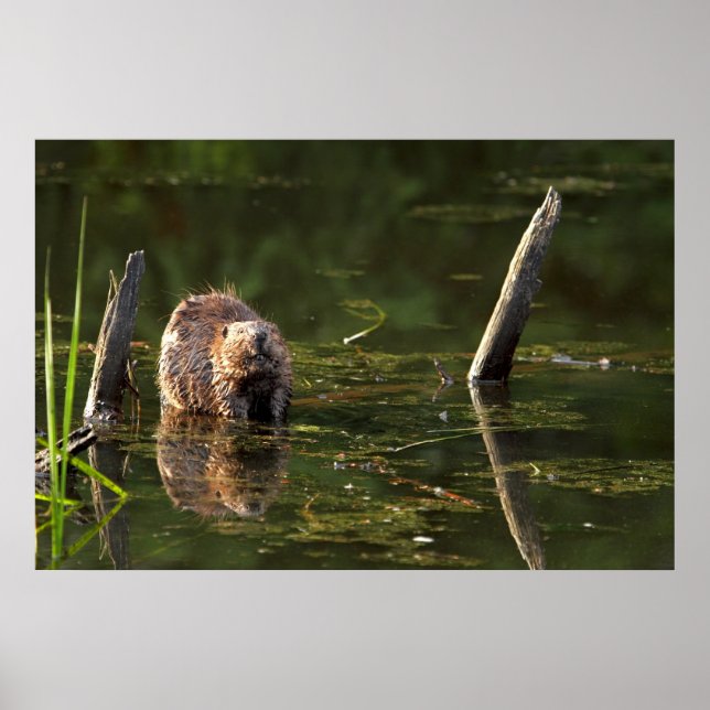 Affiches Castor souriant (Devant)