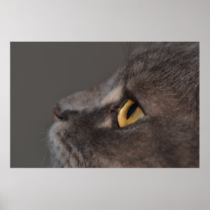 Affiches Cat Eye-Macro par Shirley Taylor