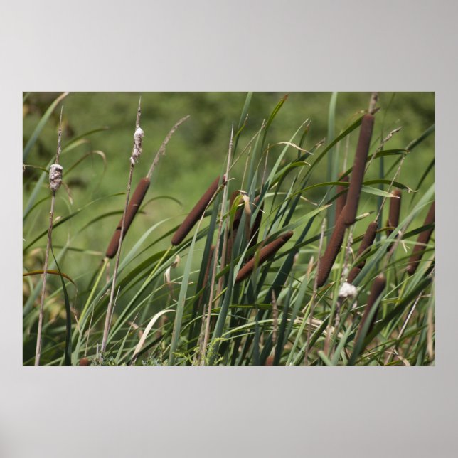 Affiches Cat o'neuf queues (Devant)