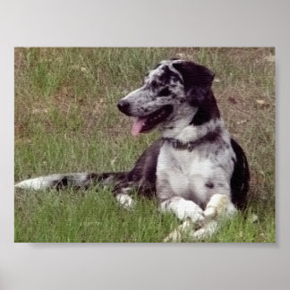 Affiches Catahoula Leopard Dog