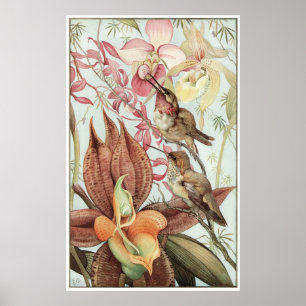 Affiches Catasetum et Cypridediums 1912