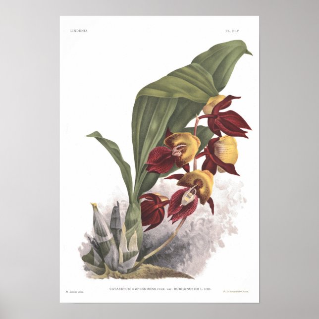 Affiches Catasetum splendens (Devant)