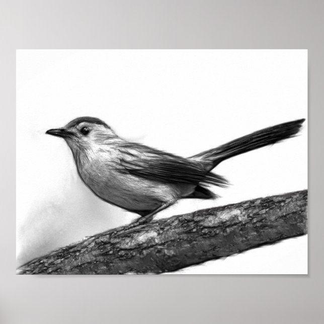 Affiches Catbird (Devant)