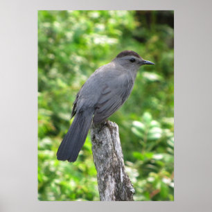 Affiches Catbird