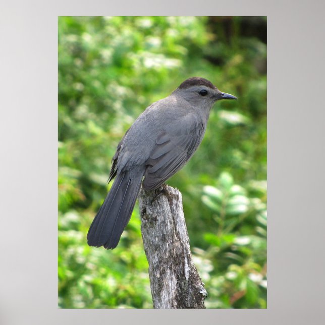 Affiches Catbird (Devant)
