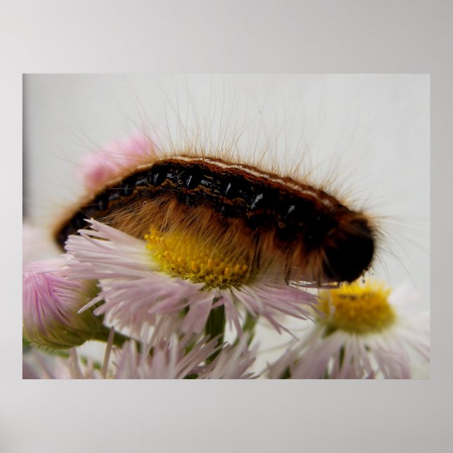 Affiches Caterpillar (Devant)