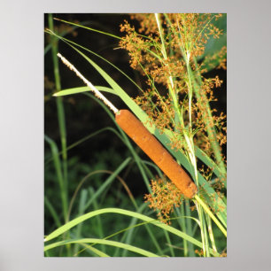 Affiches Cattail au coucher du soleil