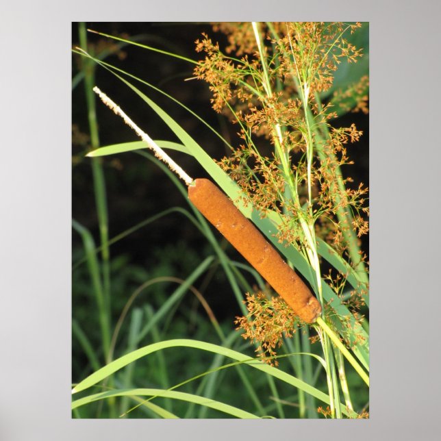 Affiches Cattail au coucher du soleil (Devant)