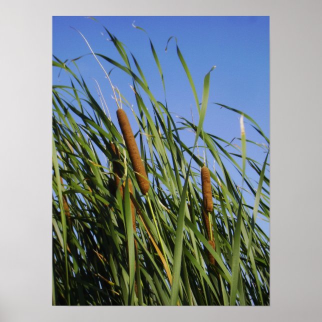 Affiches Cattails (Devant)