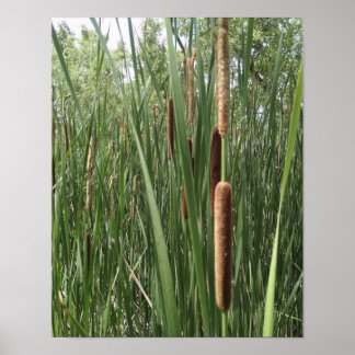 Affiches Cattails dans les zones humides, éclairés par la l