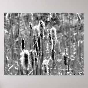 Affiches Cattails Fluffants Noir Et Blanc