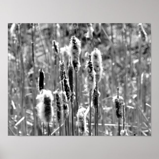 Affiches Cattails Fluffants Noir Et Blanc (Devant)