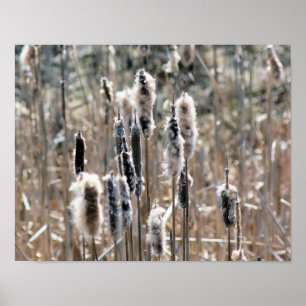 Affiches Cattails Fluffés Au Printemps Nature