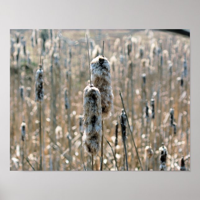 Affiches Cattails Fluffés Dans La Nature Du Printemps (Devant)