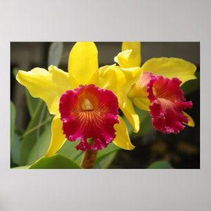 Affiches Cattleya